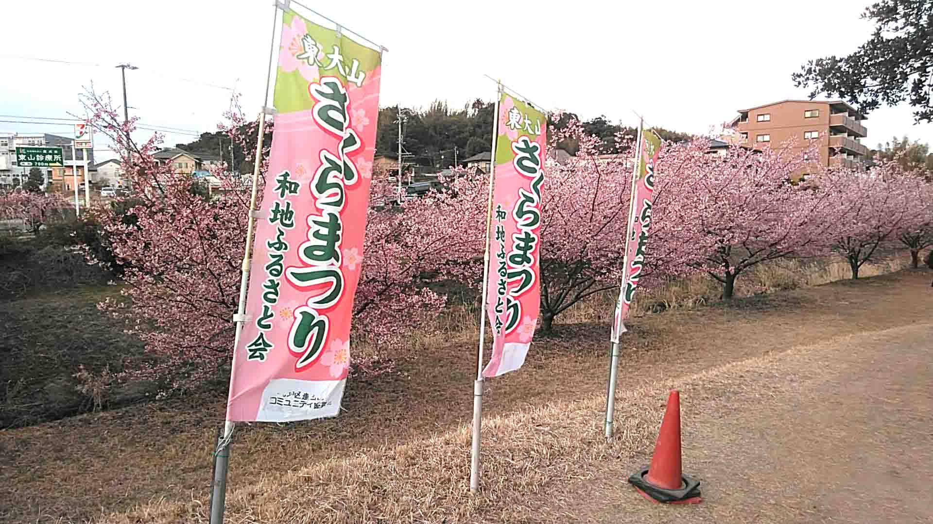 東大山の河津桜22年 浜松のお花見スポット桜祭り開催します Hamap 浜松情報map